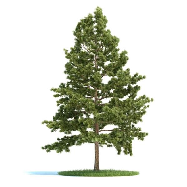 Pine Tree - دانلود مدل سه بعدی درخت کاج - آبجکت سه بعدی درخت کاج - دانلود آبجکت سه بعدی درخت کاج -دانلود مدل سه بعدی fbx - دانلود مدل سه بعدی obj -Pine Tree 3d model free download  - Pine Tree 3d Object - Pine Tree OBJ 3d models - Pine Tree FBX 3d Models